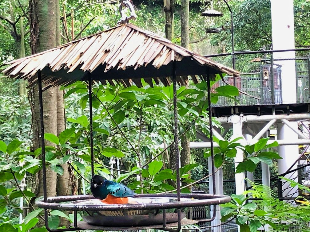 Lory Jurong Bird Park