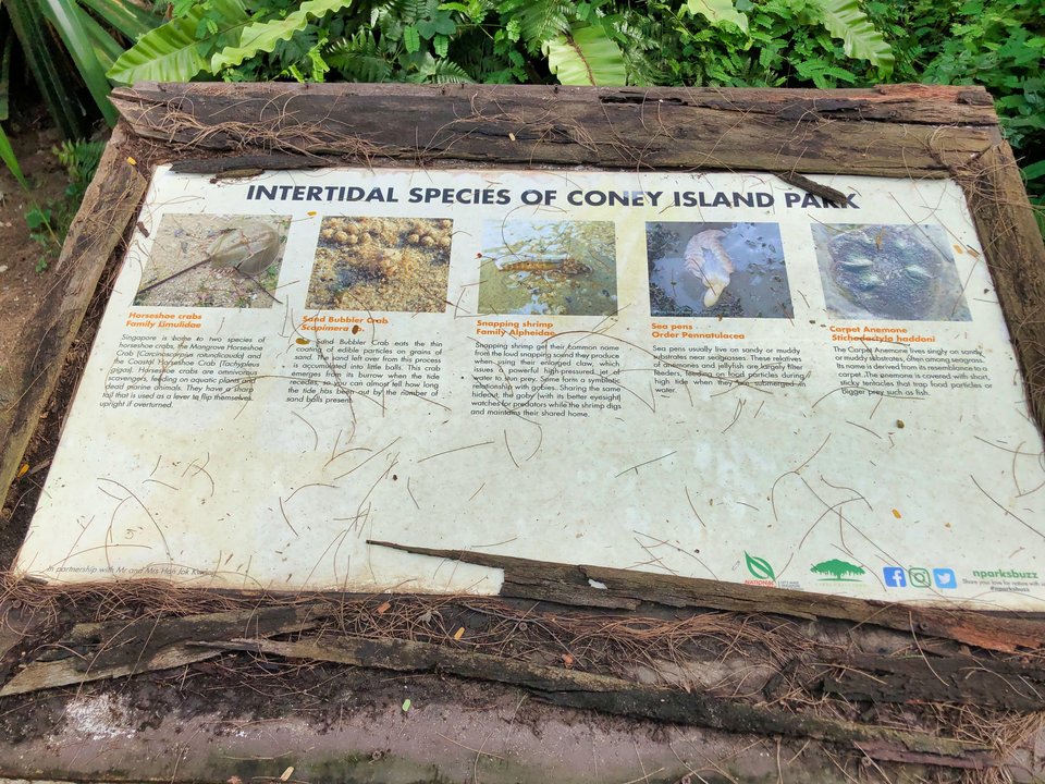 Singapore Coney Island Habitats